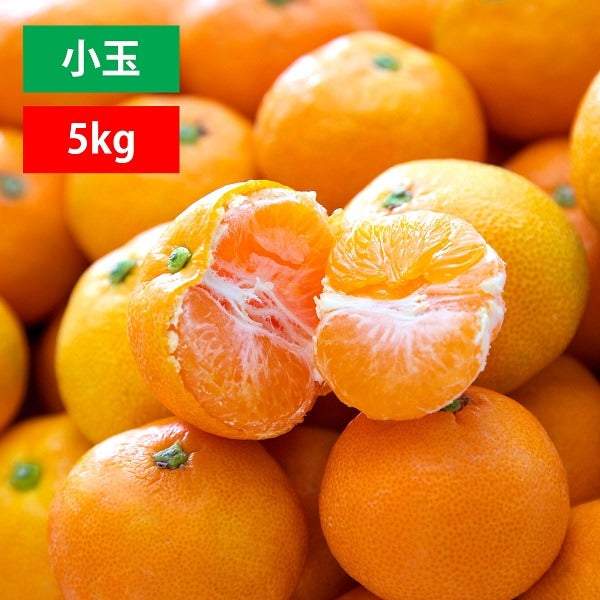 【予約】愛媛みかん 小玉 訳あり 5kg