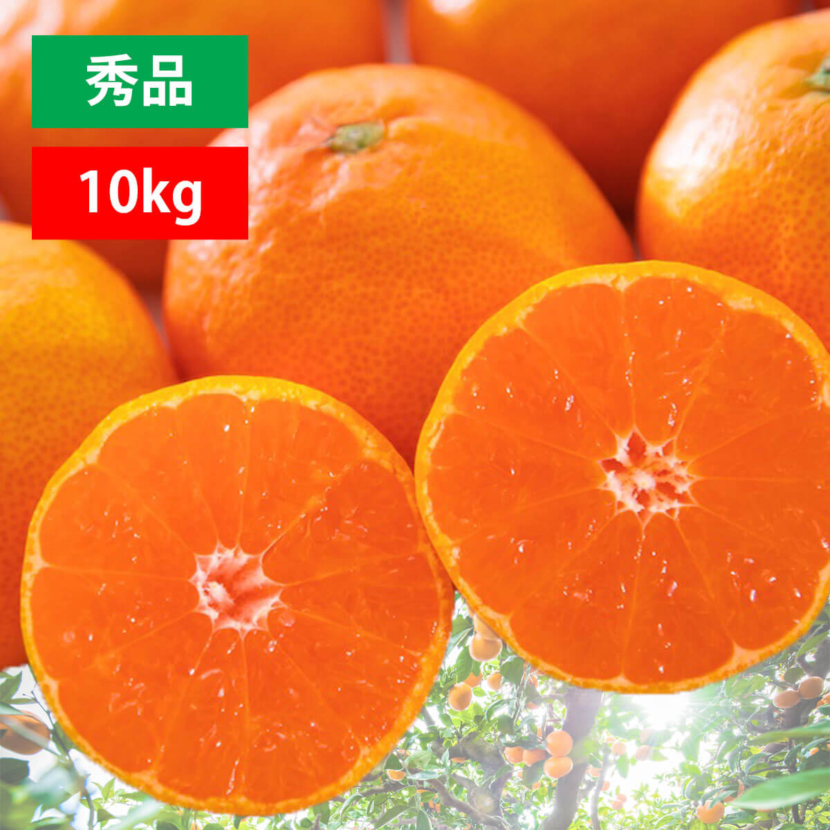 【予約】愛媛みかん 秀品 10kg