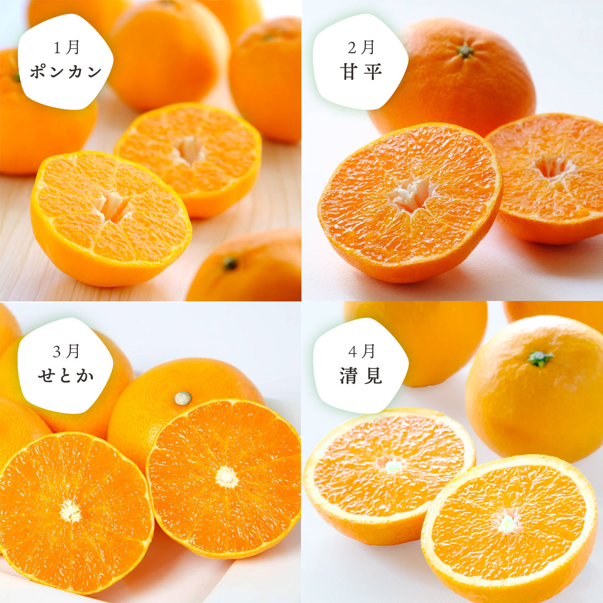 みかん定期便 訳ありコース